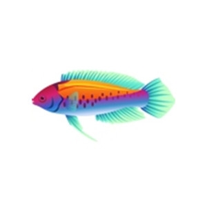 Orangeback Fairy Wrasse